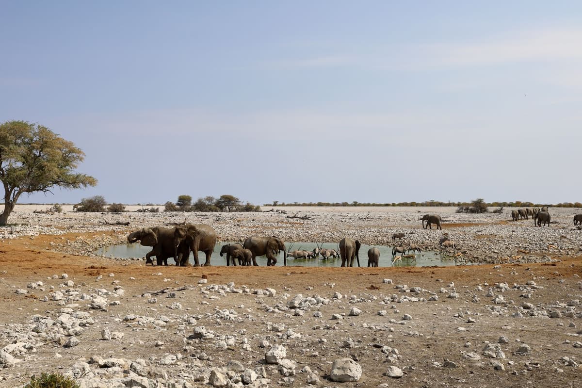 eSIM in Etosha National Park 1