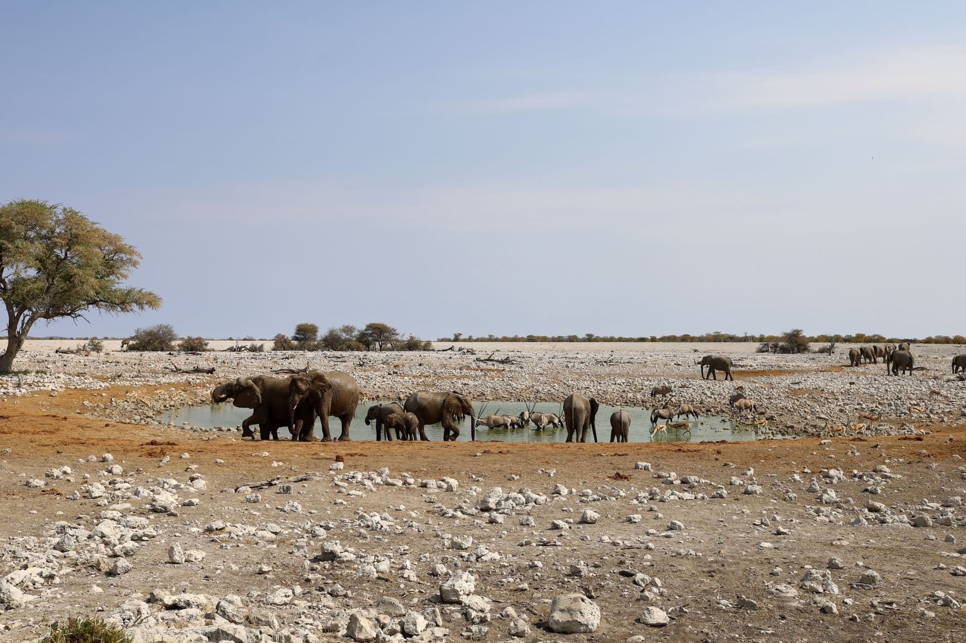 eSIM in Etosha National Park 1