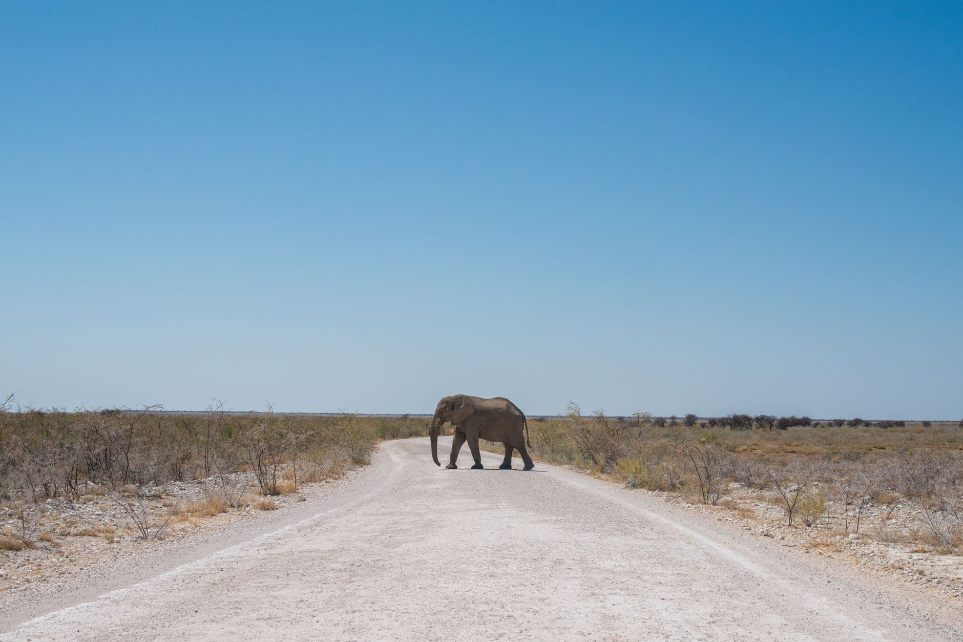 eSIM in Etosha National Park 2