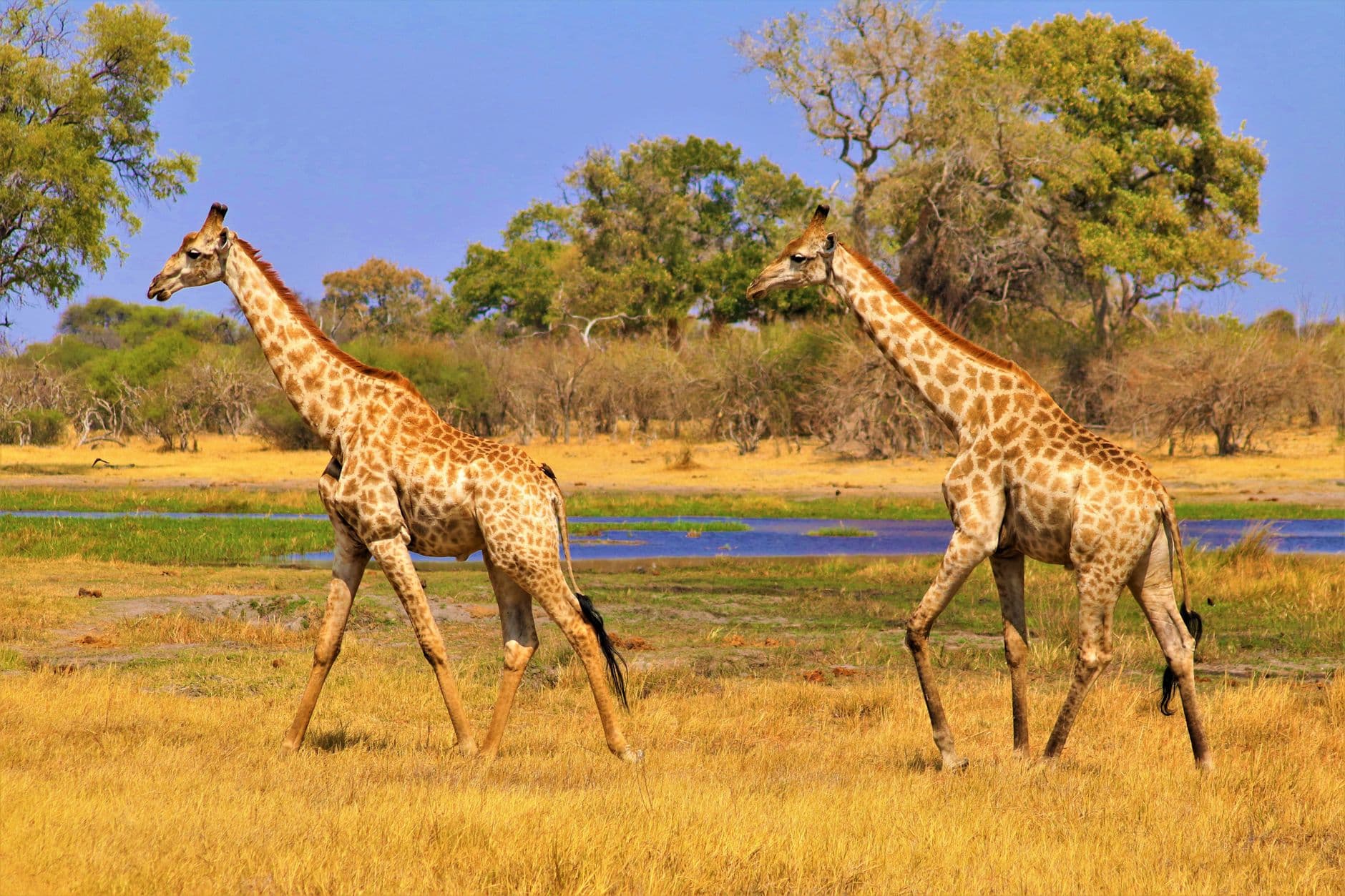 eSIM in Okavango Delta 1