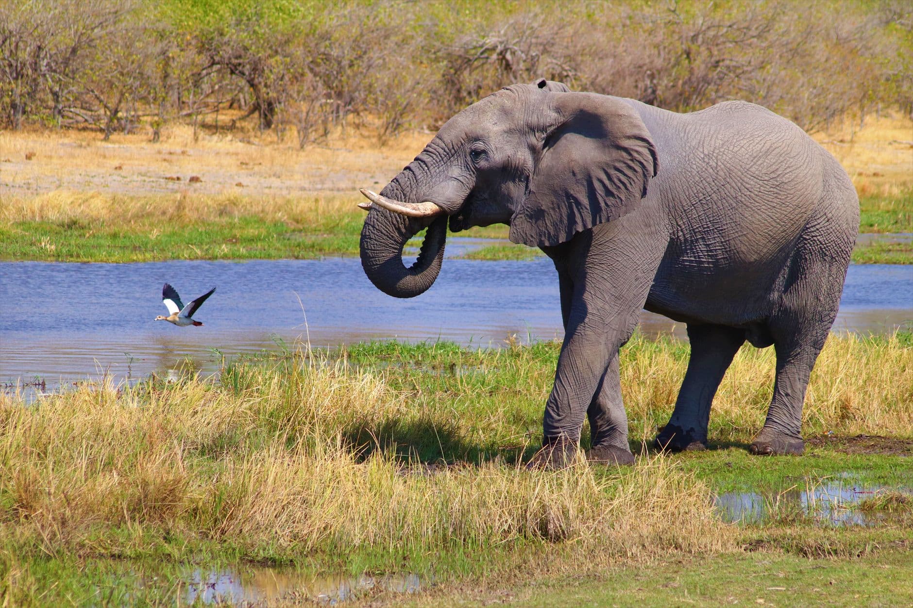 eSIM in Okavango Delta 2